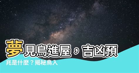 夢見鳥飛進家裡號碼|夢見鳥飛進家裡號碼